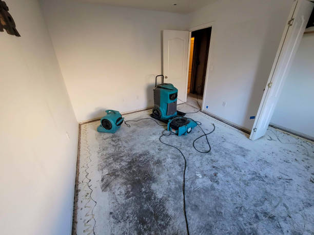 Best Water damage contractors near me  in Holt, MI